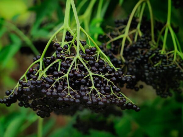 Sambucus Nigra от Fitomax (90 капсул) Экстракт бузины черной