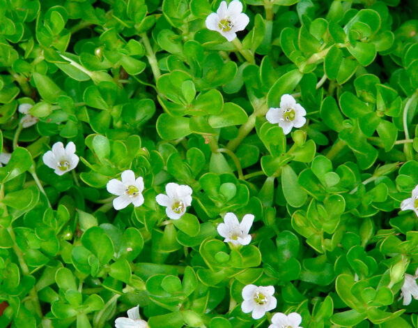 Bacopa Extract от Fitomax (90 капсул) Бакопа Монье